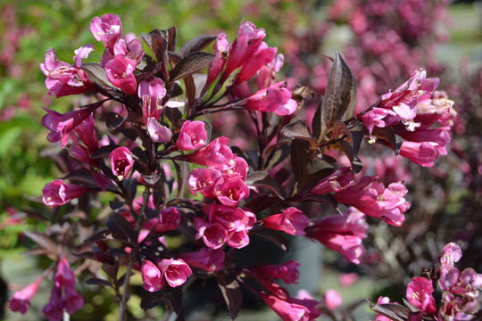 rosenprakttry 'Alexandra'