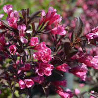 rosenprakttry 'Alexandra'