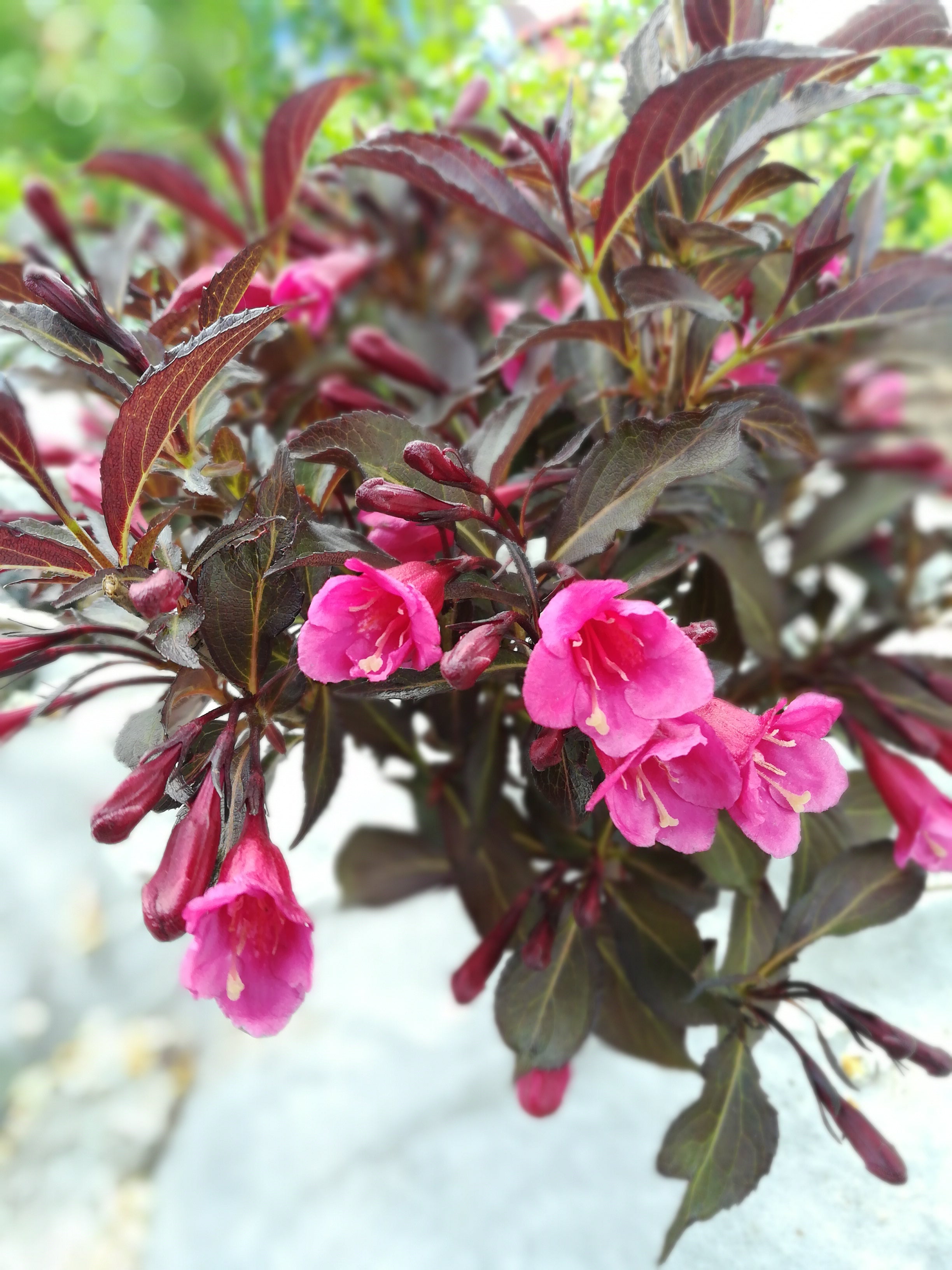 rosenprakttry 'Alexandra'