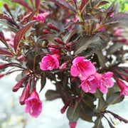 rosenprakttry 'Alexandra'