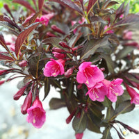 rosenprakttry 'Alexandra'