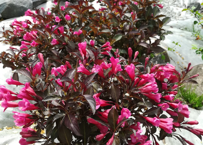 Weigela florida 'Alexandra'