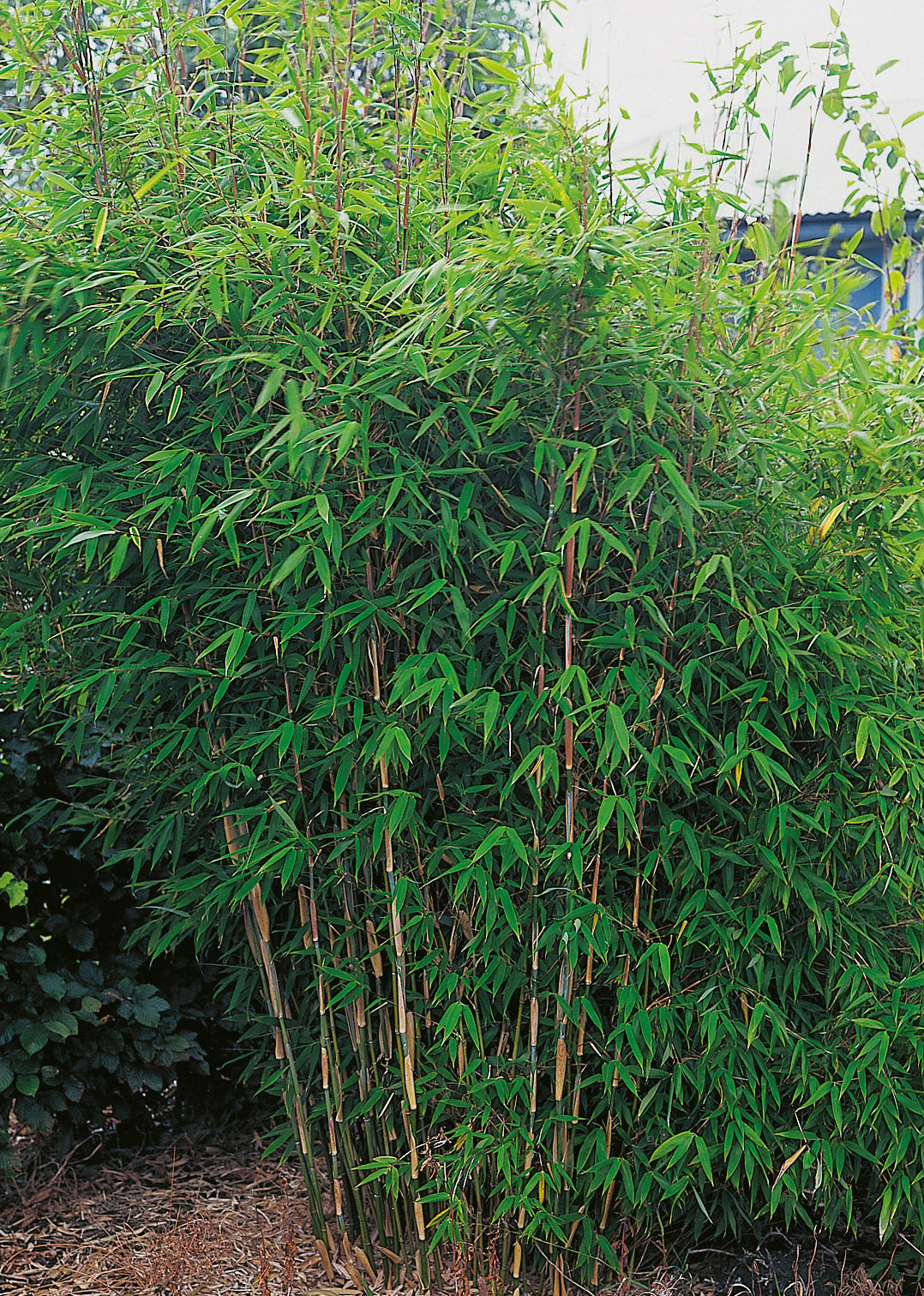 bergbambu 'Dino'