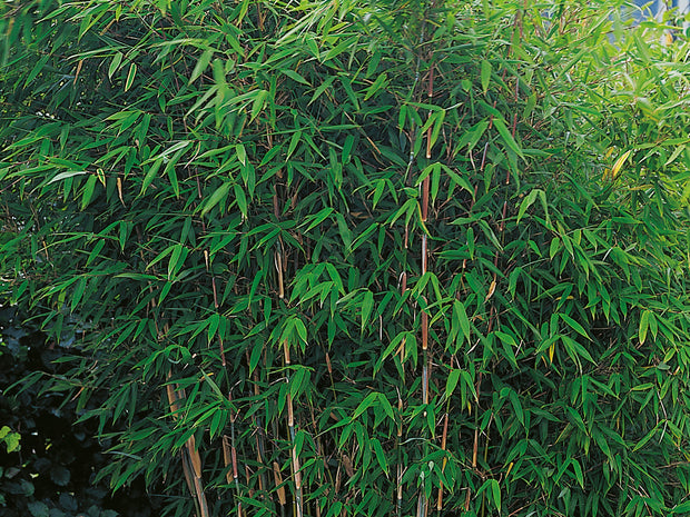 bergbambu 'Dino'