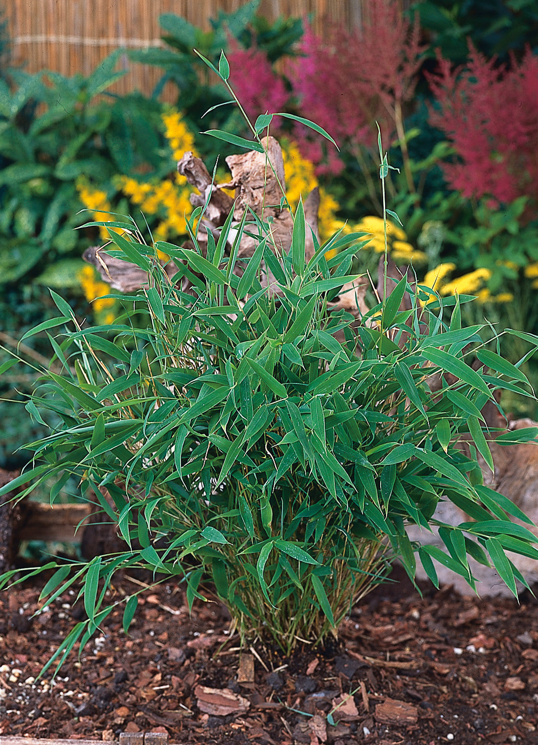 bergbambu 'Tiny'