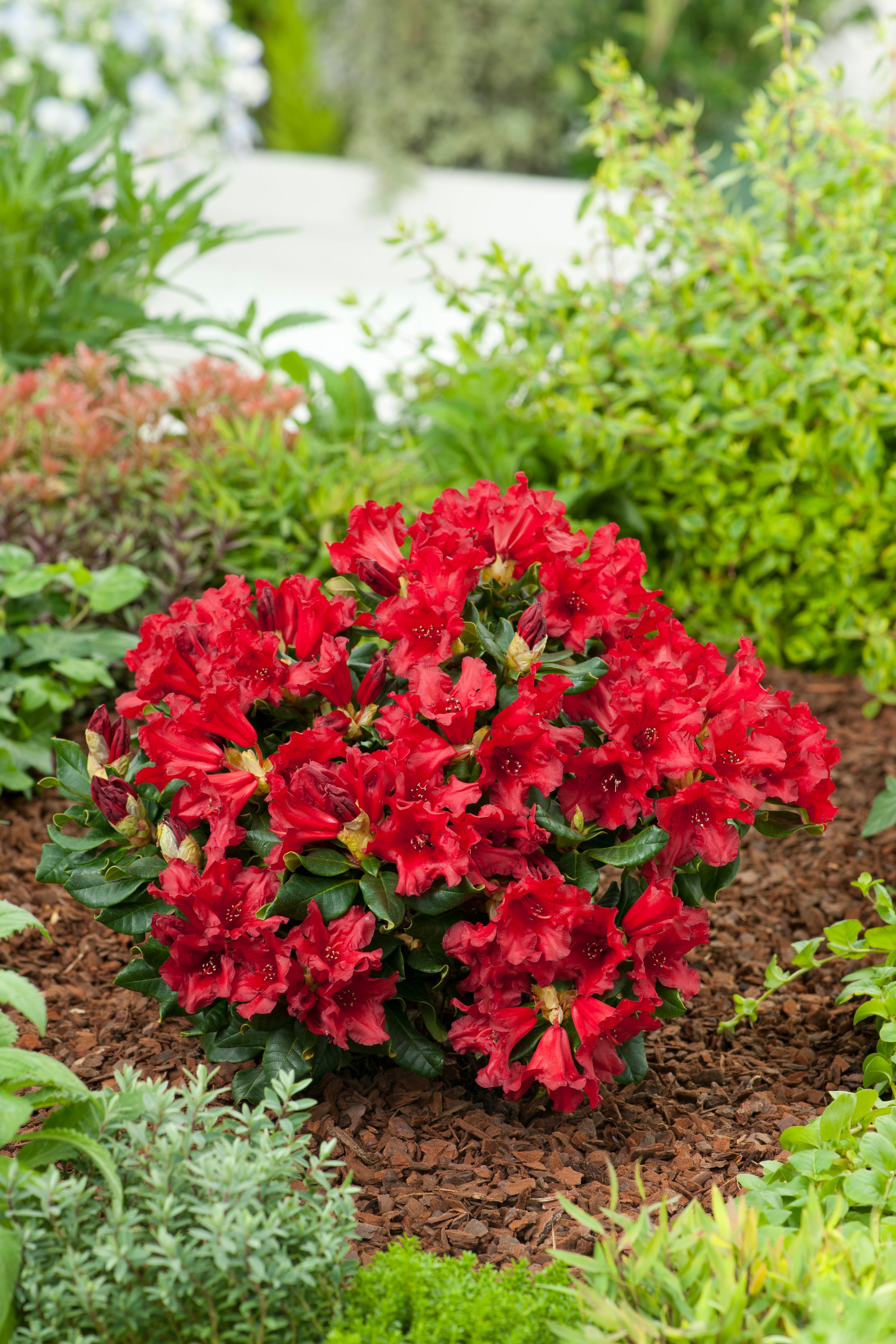 forrestii-rododendron 'Baden-Baden'