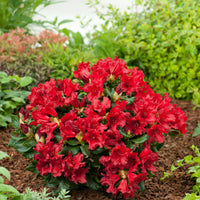 forrestii-rododendron 'Baden-Baden'