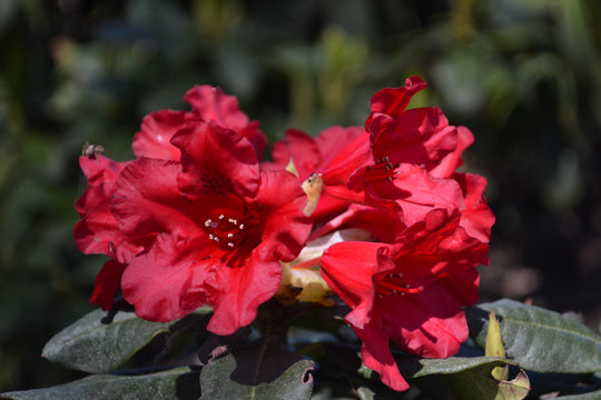 forrestii-rododendron 'Baden-Baden'