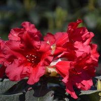 forrestii-rododendron 'Baden-Baden'