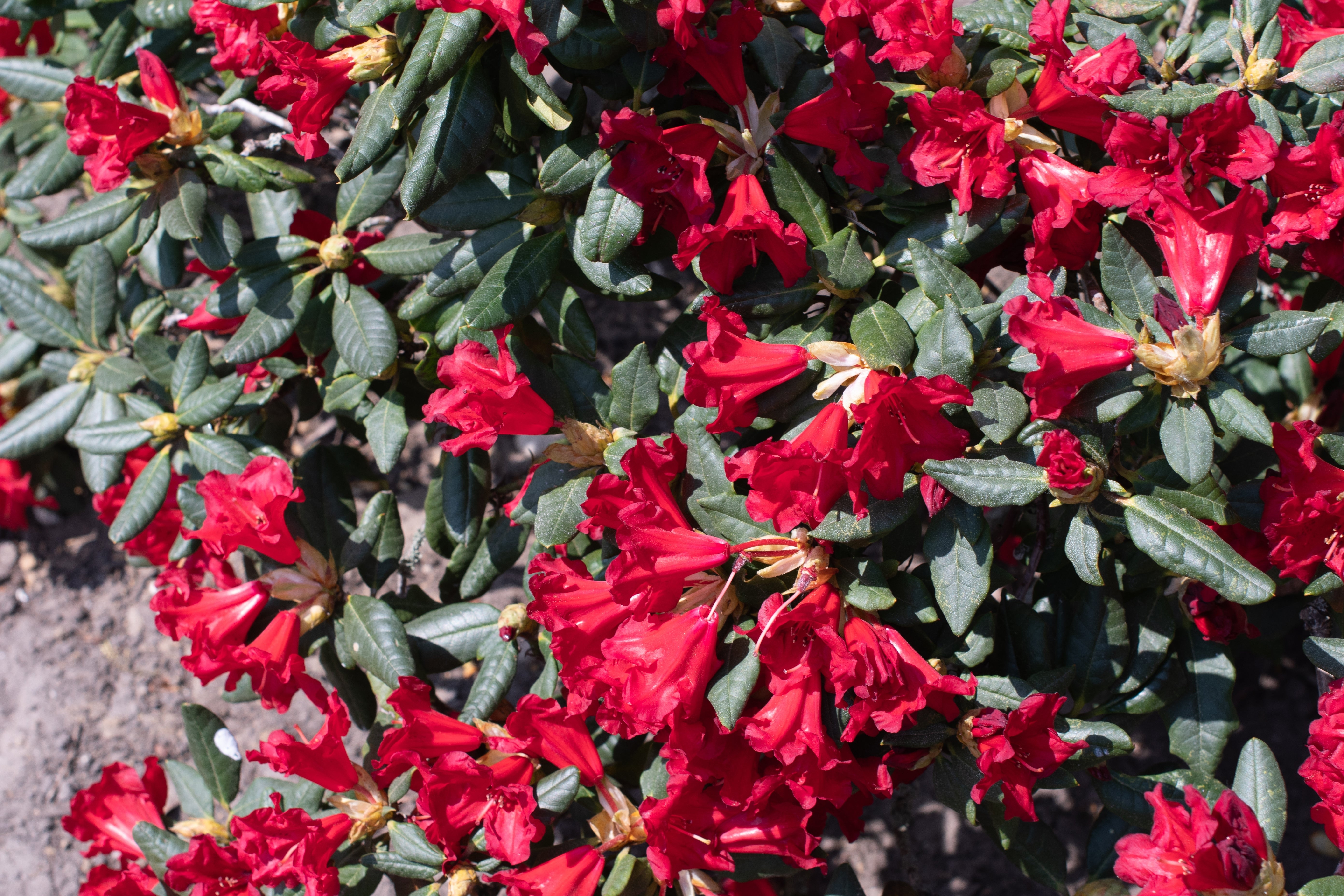 forrestii-rododendron 'Baden-Baden'