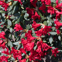 forrestii-rododendron 'Baden-Baden'