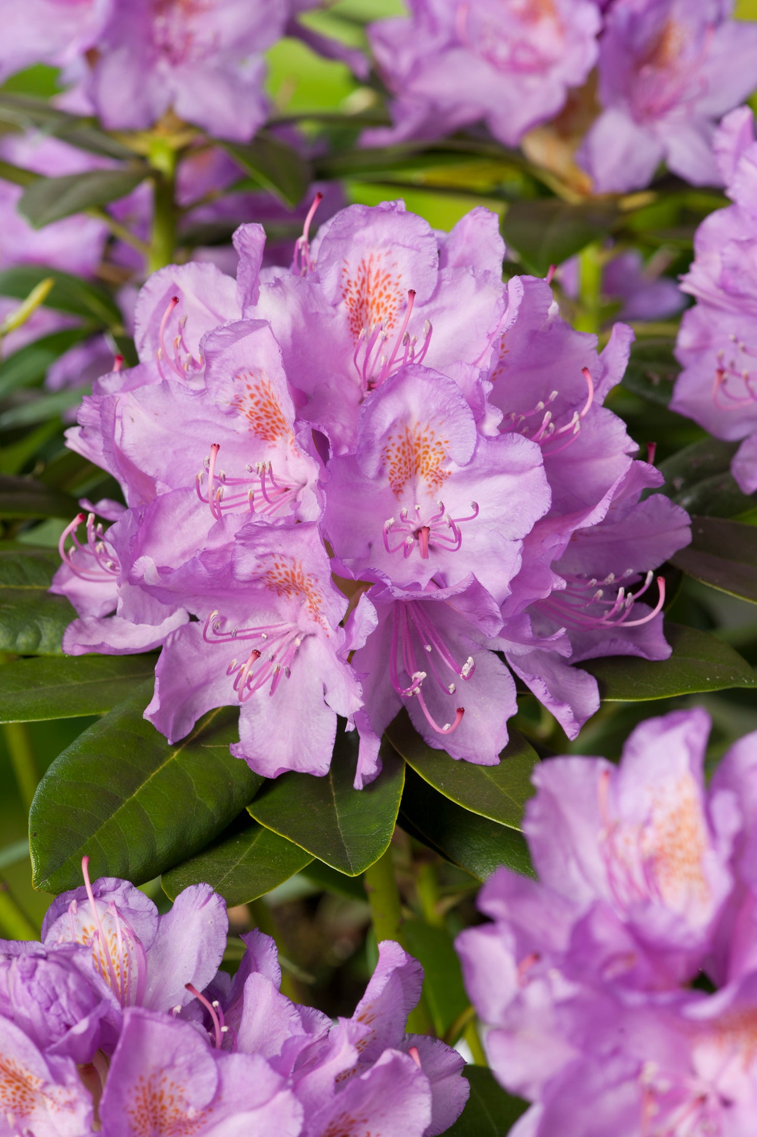 parkrododendron 'Catawbiense Grandiflorum'