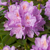 parkrododendron 'Catawbiense Grandiflorum'