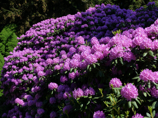 parkrododendron 'Catawbiense Grandiflorum'