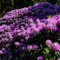parkrododendron 'Catawbiense Grandiflorum'