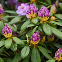parkrododendron 'Catawbiense Grandiflorum'