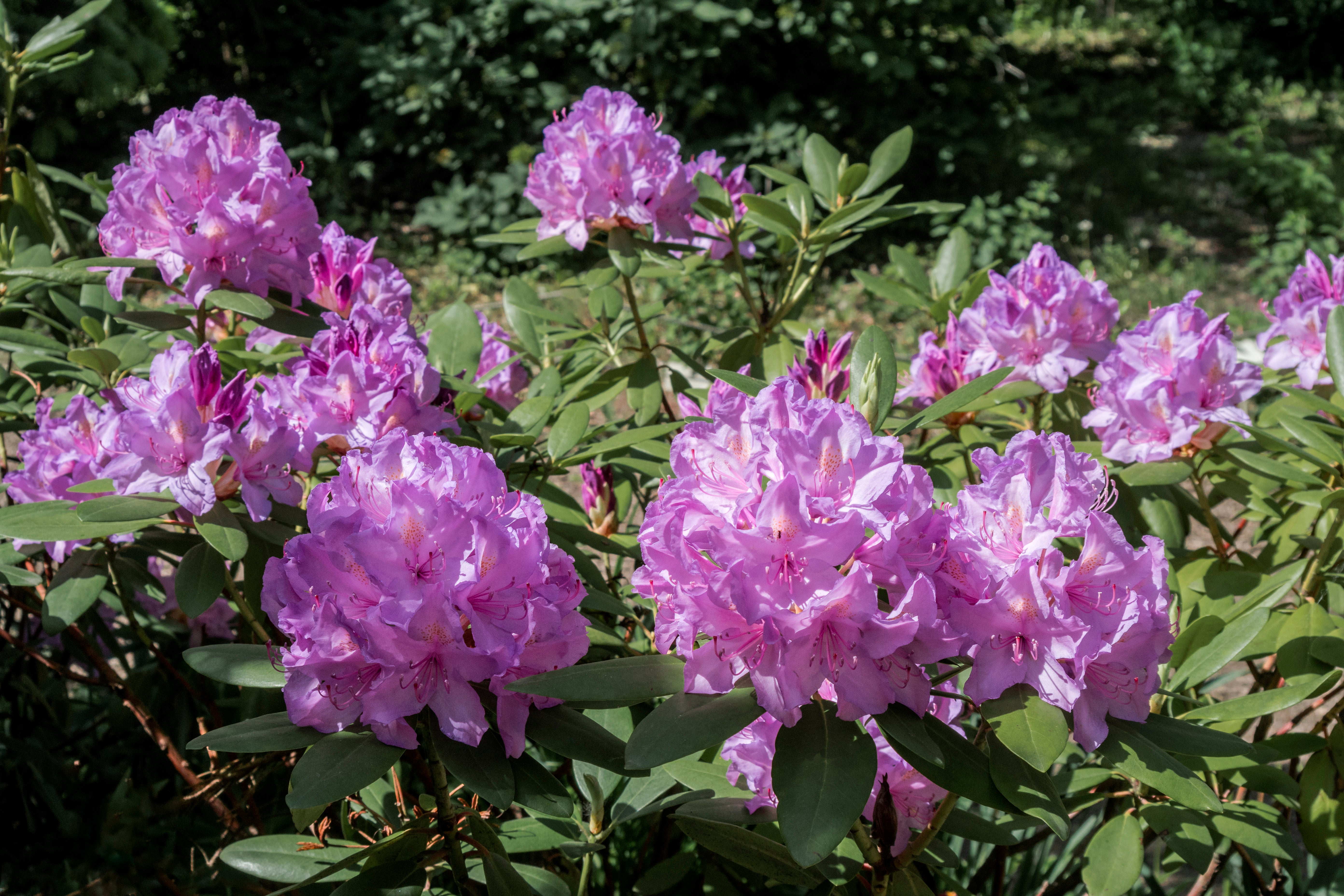 parkrododendron 'Catawbiense Grandiflorum'