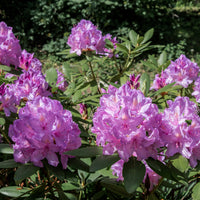 parkrododendron 'Catawbiense Grandiflorum'