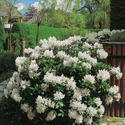 caucasicum-rododendron 'Cunningham's White'