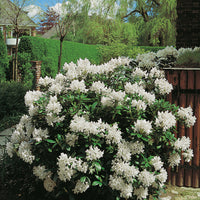 caucasicum-rododendron 'Cunningham's White'
