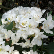 caucasicum-rododendron 'Cunningham's White'