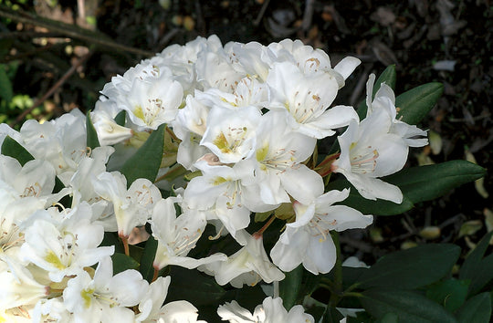 caucasicum-rododendron 'Cunningham's White'