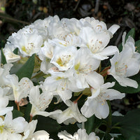 caucasicum-rododendron 'Cunningham's White'