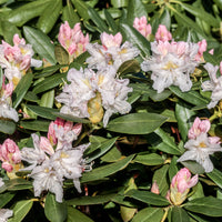 caucasicum-rododendron 'Cunningham's White'