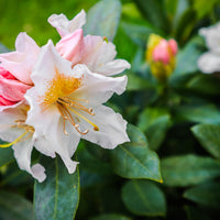 caucasicum-rododendron 'Cunningham's White'