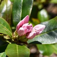 caucasicum-rododendron 'Cunningham's White'
