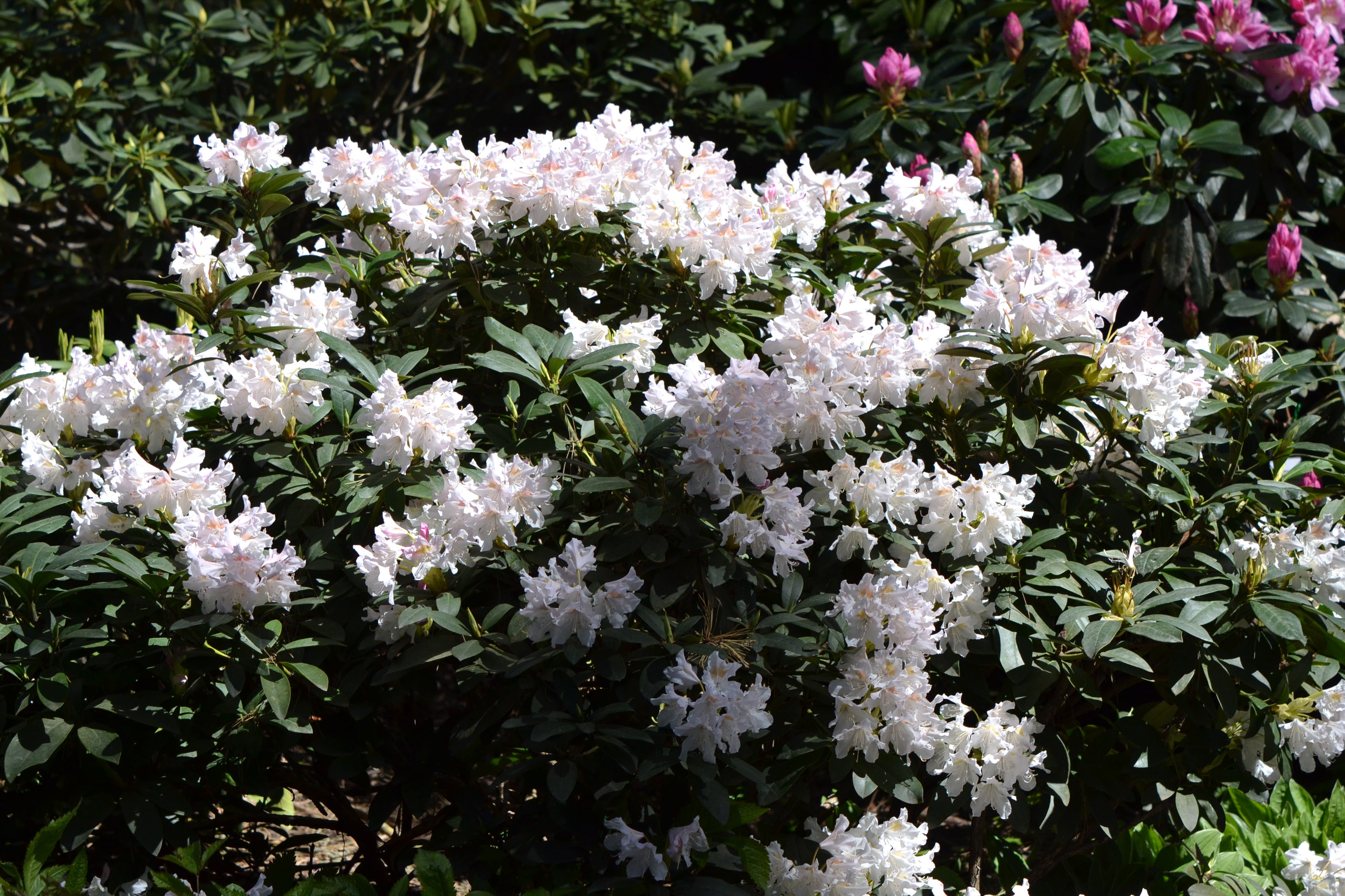 caucasicum-rododendron 'Cunningham's White'