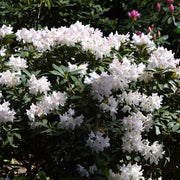 caucasicum-rododendron 'Cunningham's White'