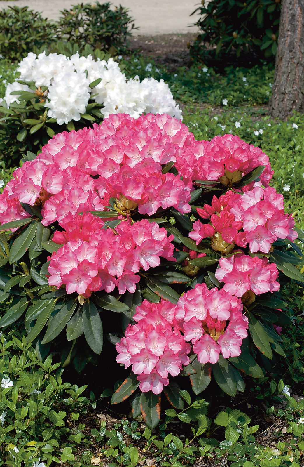 yakushimanum-rododendron 'Fantastica'