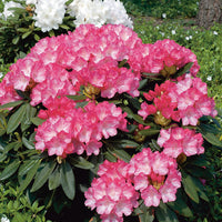 yakushimanum-rododendron 'Fantastica'