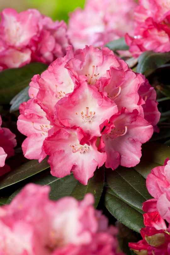 yakushimanum-rododendron 'Fantastica'