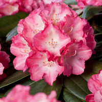 yakushimanum-rododendron 'Fantastica'