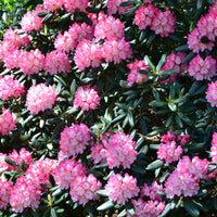 yakushimanum-rododendron 'Fantastica'