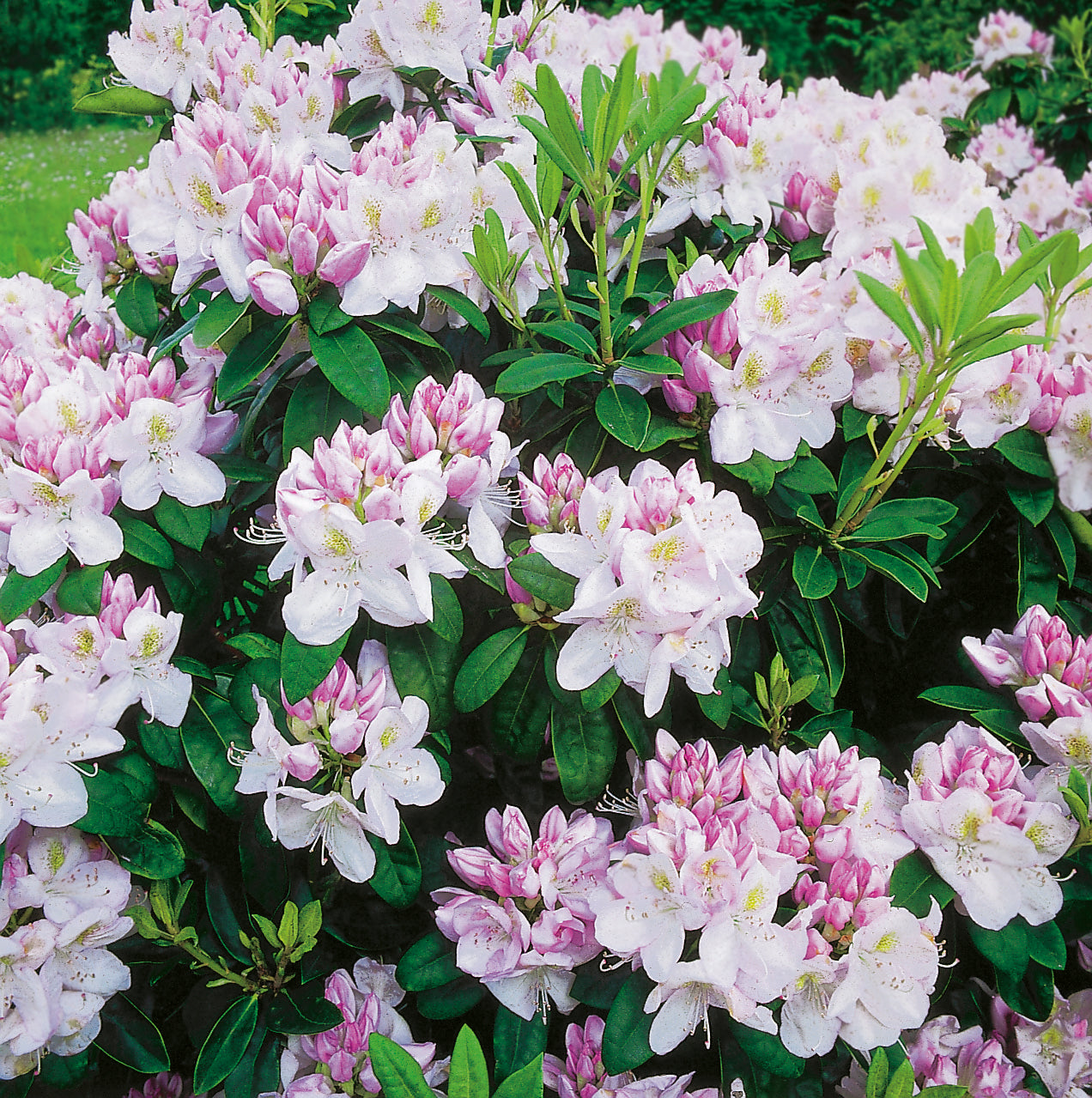 parkrododendron 'Gomer Waterer'