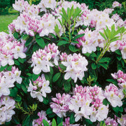 parkrododendron 'Gomer Waterer'