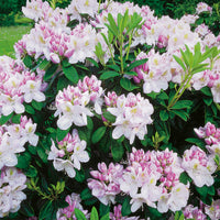 parkrododendron 'Gomer Waterer'