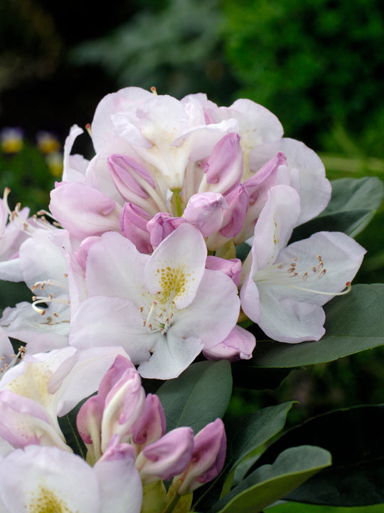parkrododendron 'Gomer Waterer'