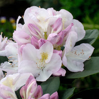 parkrododendron 'Gomer Waterer'