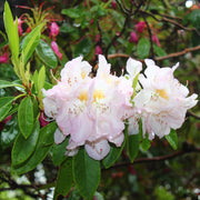 parkrododendron 'Gomer Waterer'