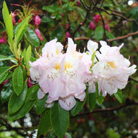 parkrododendron 'Gomer Waterer'