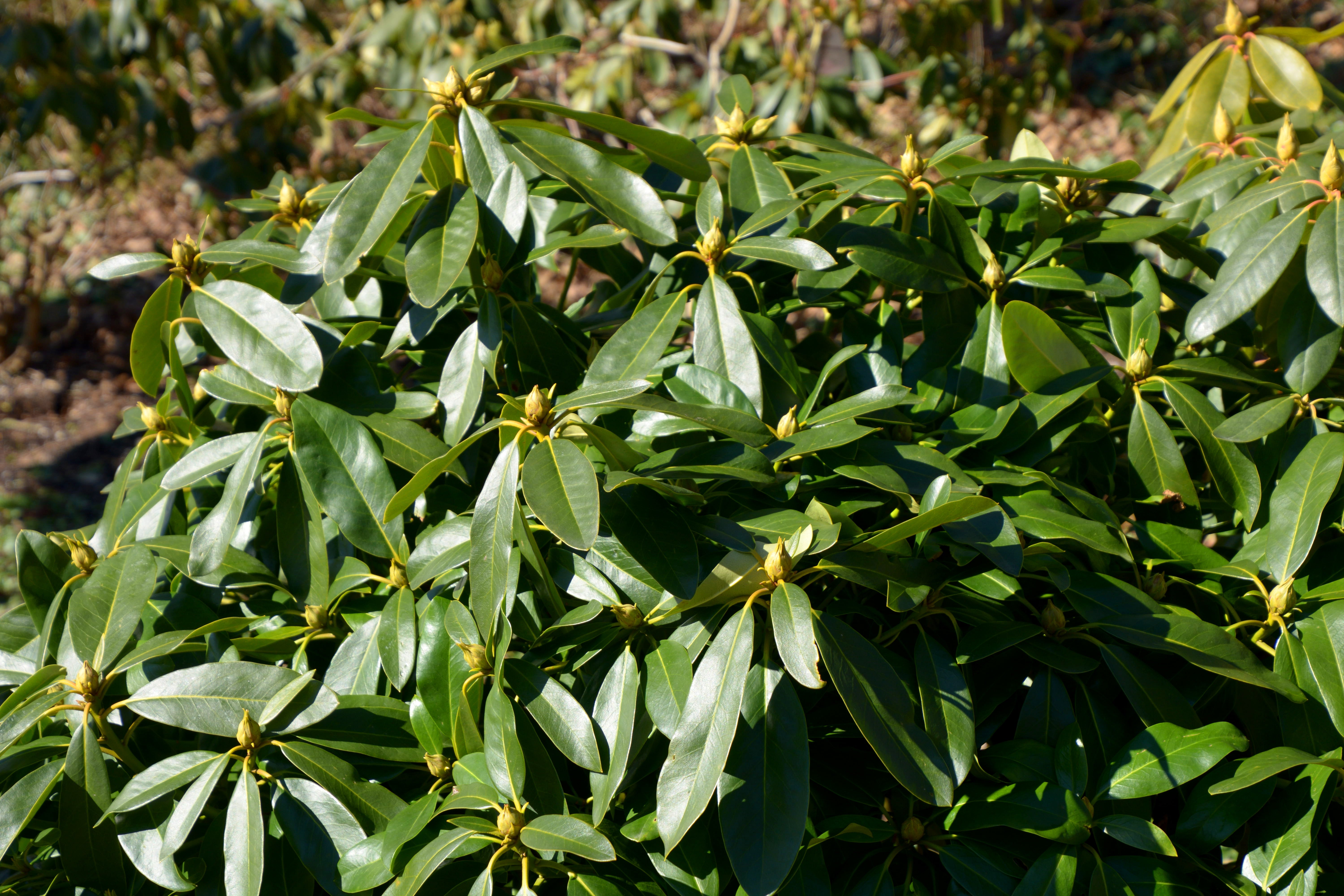 parkrododendron 'Gomer Waterer'