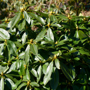 parkrododendron 'Gomer Waterer'