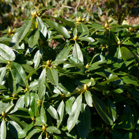 parkrododendron 'Gomer Waterer'