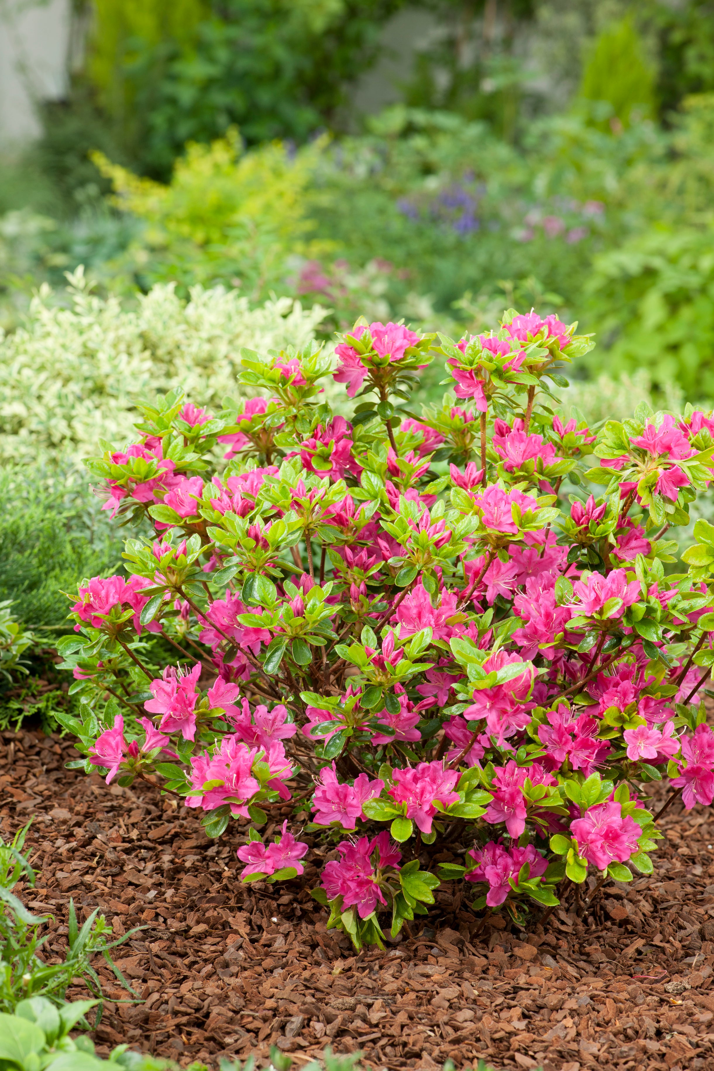 japansk azalea "Kermesina"