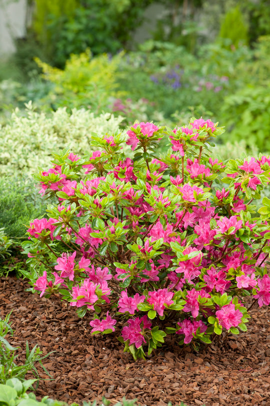 japansk azalea "Kermesina"