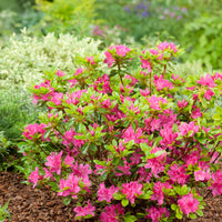 japansk azalea "Kermesina"
